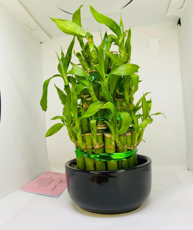 Lucky Bamboo - Image 2