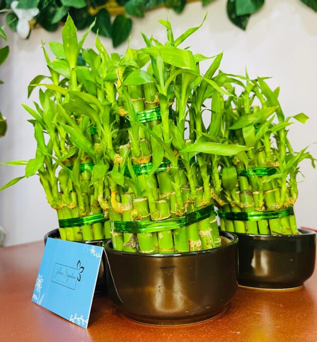 Lucky Bamboo - Image 3