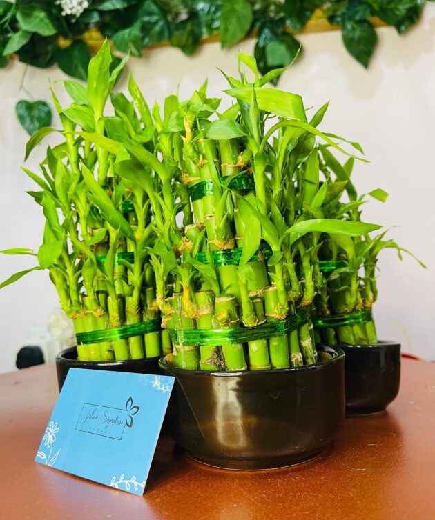 Lucky Bamboo - Image 5