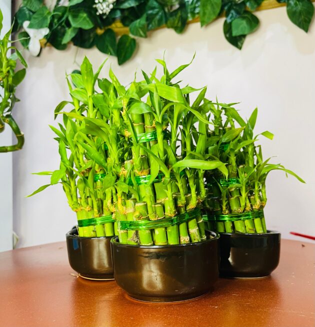 Lucky Bamboo - Image 4