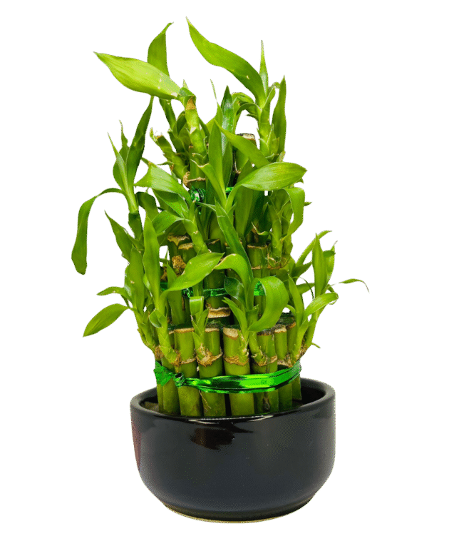 Lucky Bamboo